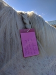 contact info in horse's mane pro equine groom