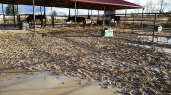 mudd and manure HorsesForCleanWater